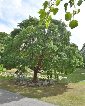 Acer griseum