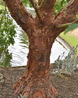 Acer griseum