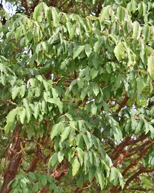 Acer griseum