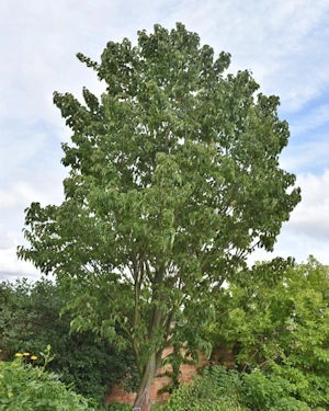 Acer grosseri hersii