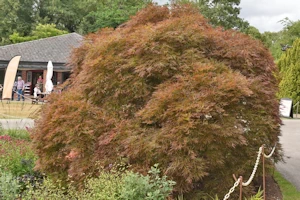 Acer palmatum atropurpureum
