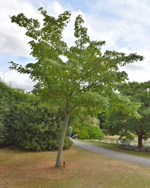 Acer pensylvanicum