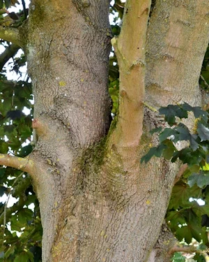 Acer platanoides Crimson King