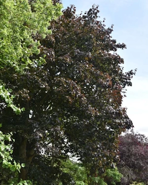 Acer platanoides