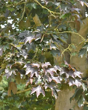 Acer platanoides Crimson King