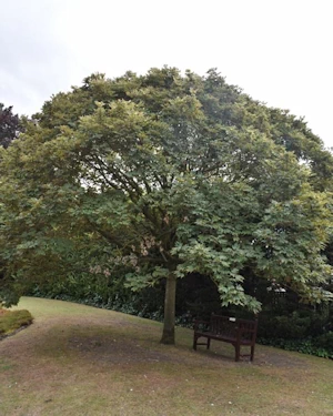 Acer pseudoplatanus