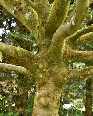 Acer pseudoplatanus