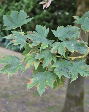 Acer pseudoplatanus