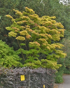 Acer shirasawanum