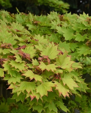 Acer shirasawanum aureum
