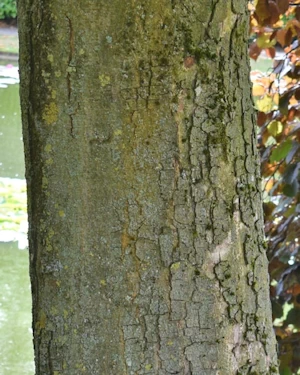 Aesculus indica