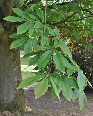 Aesculus indica