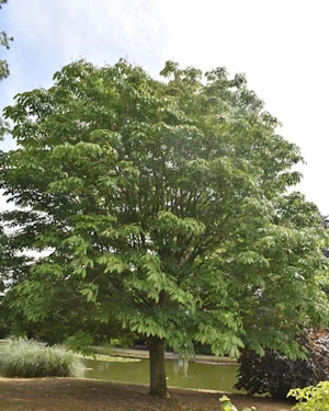 Aesculus indica