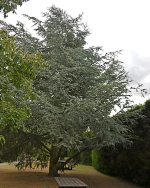 Cedrus atlantica glauca