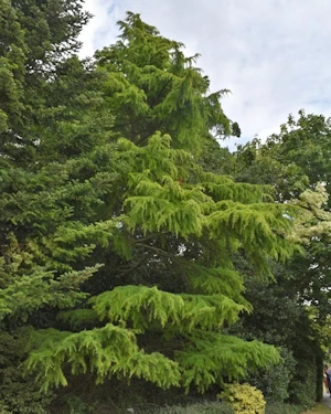 Cedrus deodara aurea