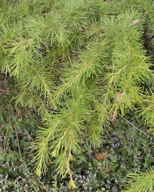 Cedrus deodara aurea