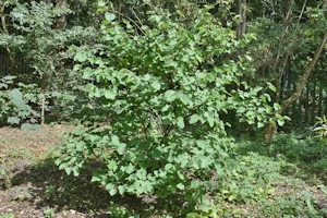 Cercis canadensis