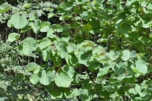 Cercis canadensis