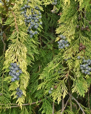 Cupressus leylandii aurea