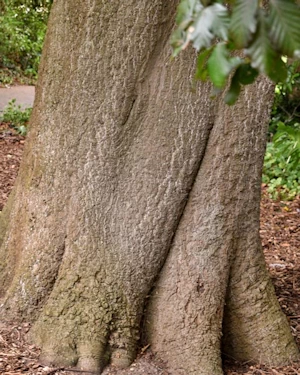 Fagus sylvatica purpurea