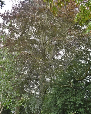 Fagus sylvatica purpurea