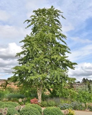 Ginkgo biloba