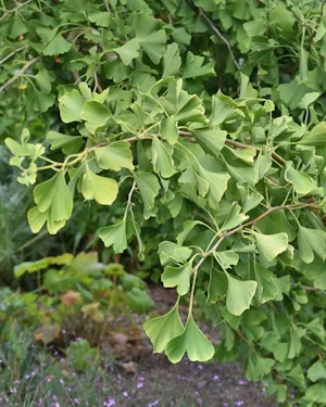 Ginkgo biloba