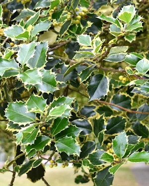 Variegated holly