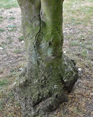 Ilex aquifolium