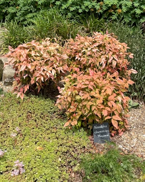 Nandina domestica firepower