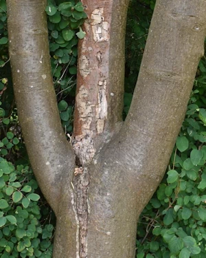 Laburnum anagyroides