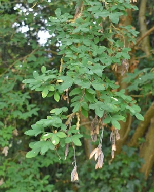 Laburnum anagyroides