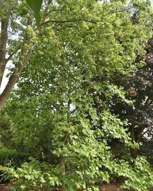 Liriodendron tulipifera