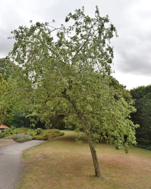 Malus sylvestris