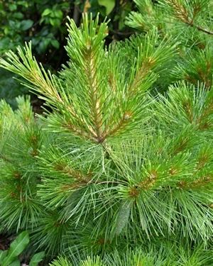 Pinus mugo