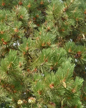 Pinus sylvestris