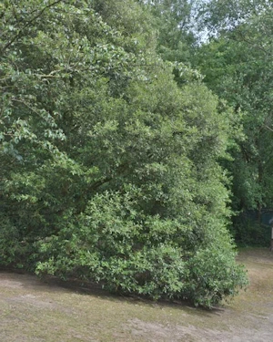 Quercus ilex