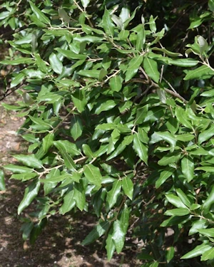 Quercus ilex