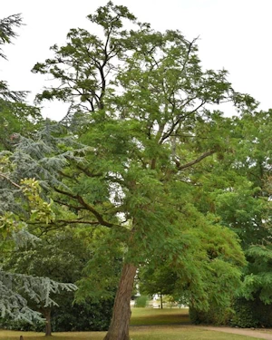 Robinia pseudoacacia