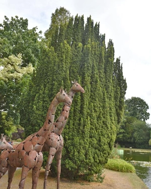 Taxus baccata