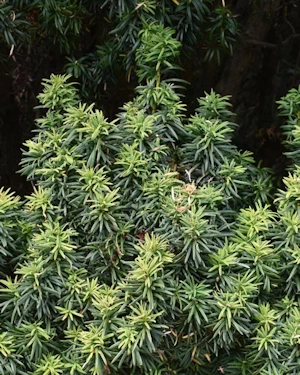 Taxus baccata