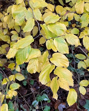 Hamamelis virginiana