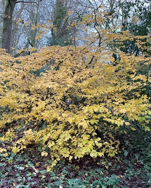 Hamamelis virginiana
