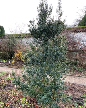 Ilex myrtifolia