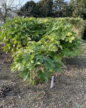 Fatsia japonica