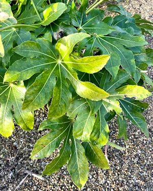 Fatsia japonica