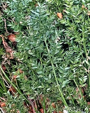 Ruscus aculeatus