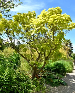 Catalpa bignonioides