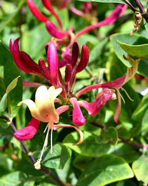 Lonicera periclymenum