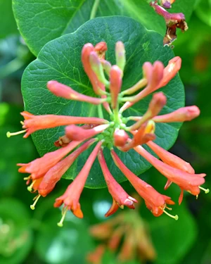 Lonicera serpervirens